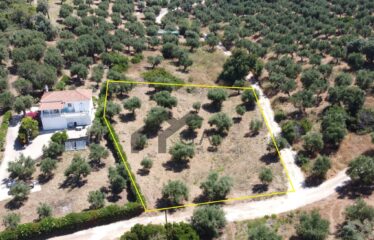Γεωτεμάχιο 2.033 τ.μ., με άδεια δόμησης για ανέγερση τριών μονοκατοικιών 274,33 τ.μ. Λαχανάδα Μεσσηνίας | 250.000€ |