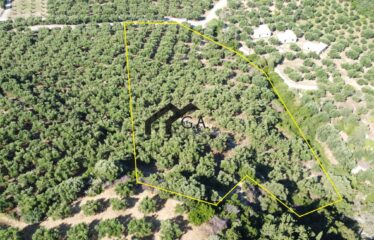 Γεωτεμάχιο 9.898 τ.μ, Σχινόλακα , Γιάλοβα Μεσσηνίας | 450.000€ |